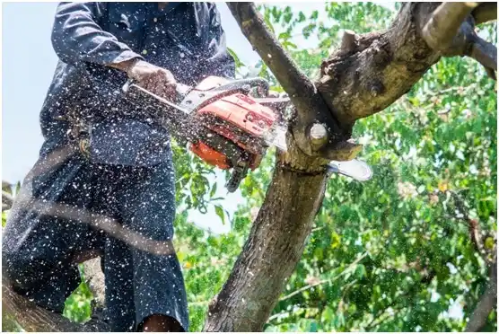 tree services Frisco